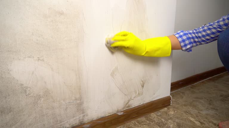 Reliable Linn, MO Mold Removal Solutions